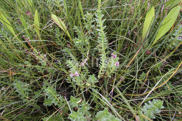 Melkkruid (Glaux maritima)