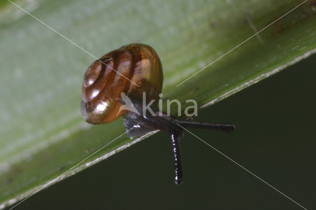 Moeras-tolslak (Euconulus alderi)