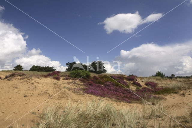 Nationaal Park Drents-Friese Wold