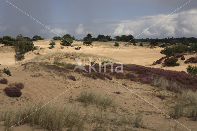 Nationaal Park Drents-Friese Wold