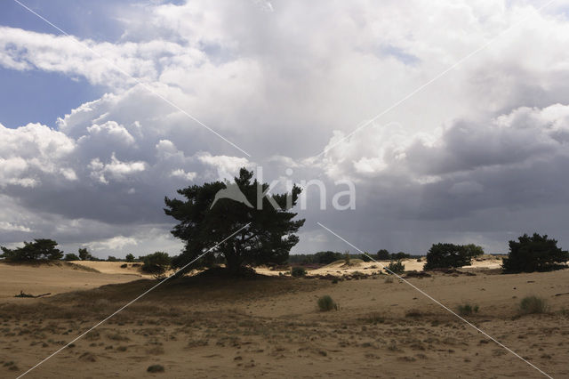 Nationaal Park Drents-Friese Wold