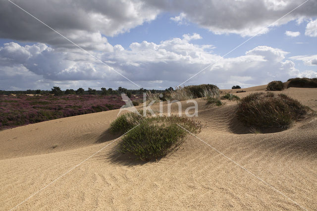 Nationaal Park Drents-Friese Wold