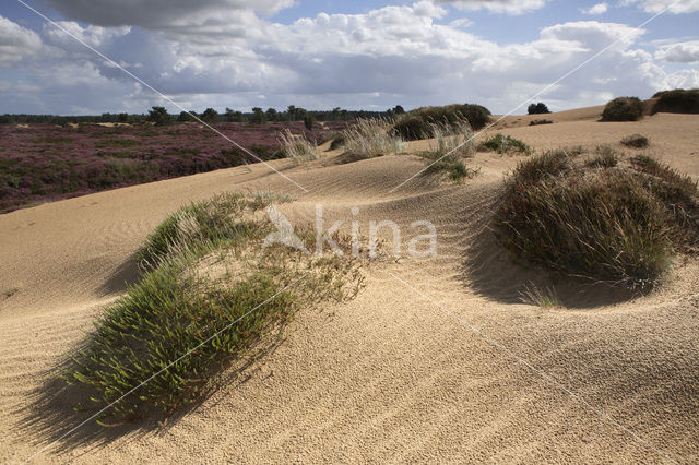 Nationaal Park Drents-Friese Wold