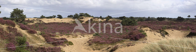 Nationaal Park Drents-Friese Wold