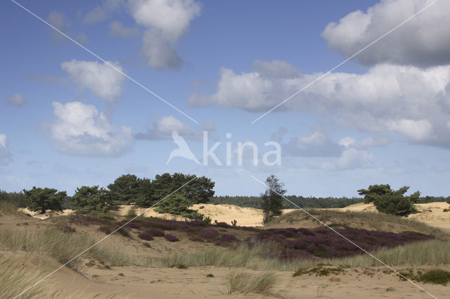 Nationaal Park Drents-Friese Wold