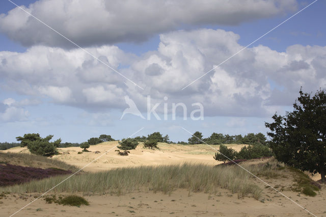 Nationaal Park Drents-Friese Wold