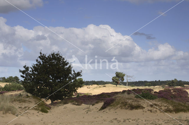 Nationaal Park Drents-Friese Wold