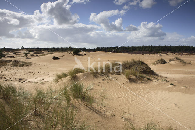 Nationaal Park Drents-Friese Wold