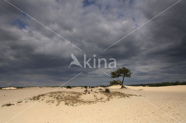 Nationaal Park Loonse en Drunense Duinen