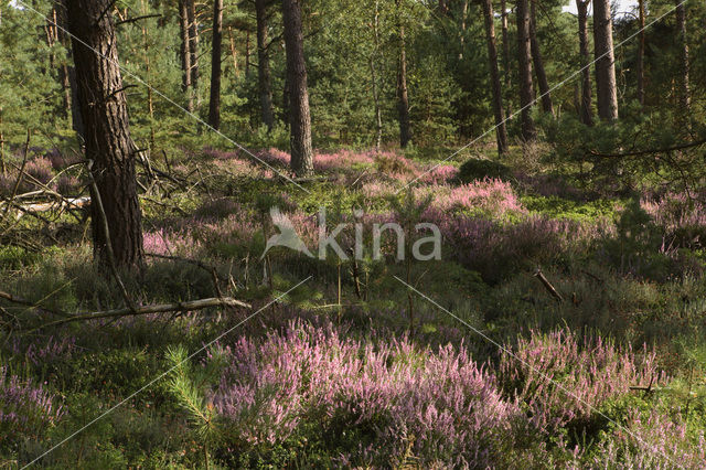 Nationaal Park Sallandse Heuvelrug