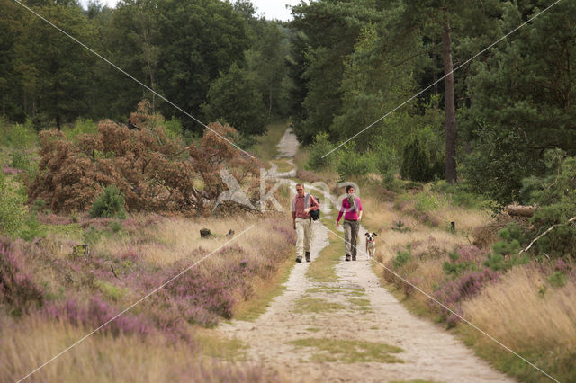 Nationaal Park Sallandse Heuvelrug