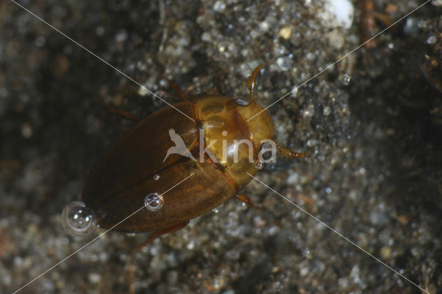 Noterus crassicornis