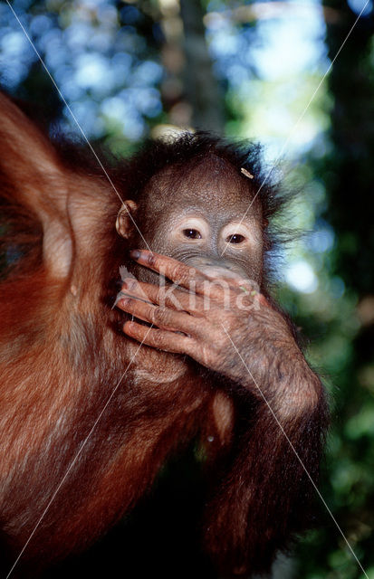 Orang oetan (Pongo pygmaeus)