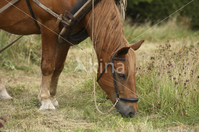 Paard (Equus spp)