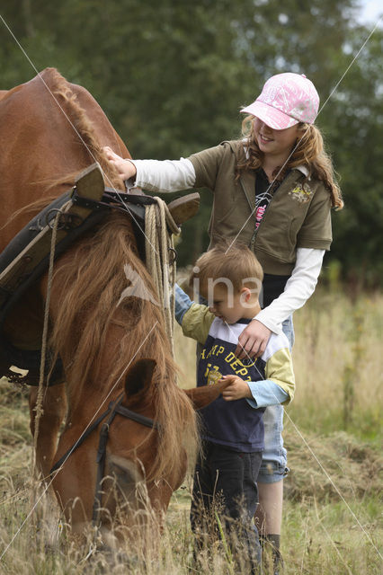 Paard (Equus spp)