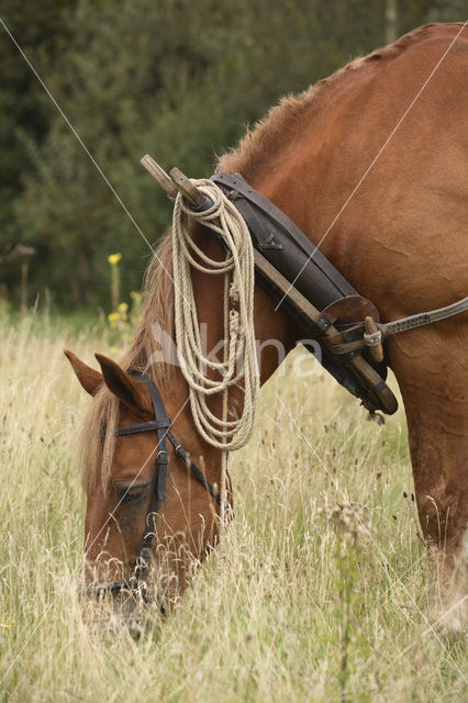 Paard (Equus spp)