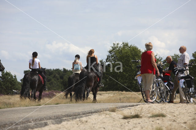 Paard (Equus spp)