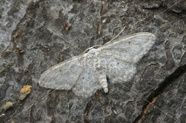 Small Dusty Wave (Idaea seriata)