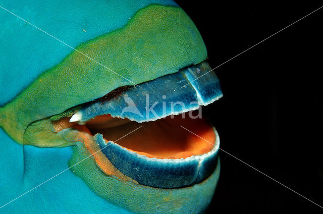 Greentroat parrotfish (Scarus prasiognathos)