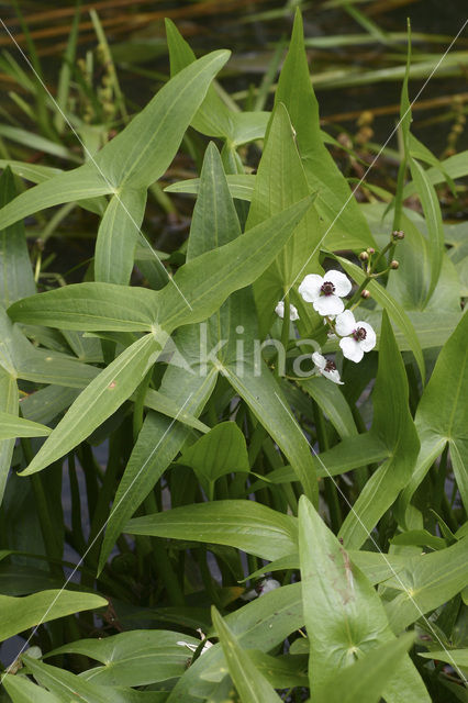 Pijlkruid (Sagittaria sagittifolia)