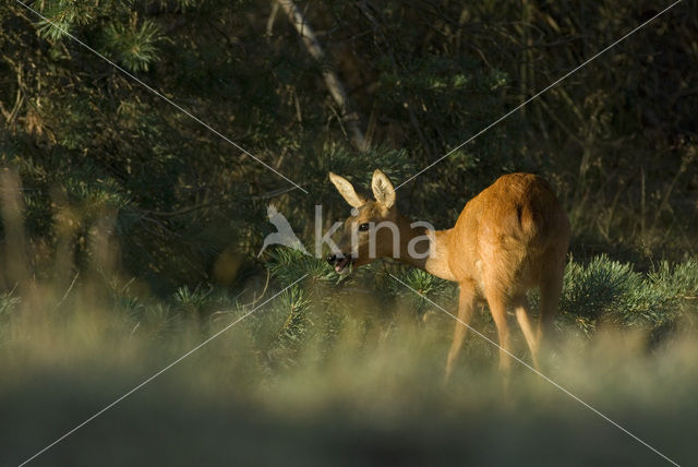 Ree (Capreolus capreolus)