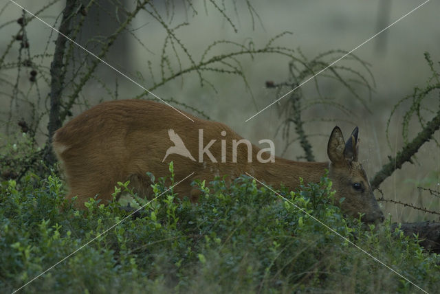 Ree (Capreolus capreolus)