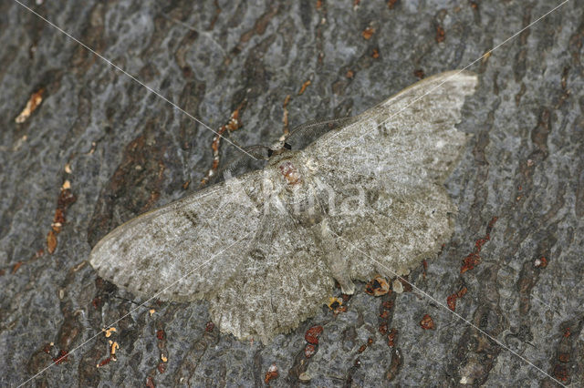 Ringspikkelspanner (Hypomecis punctinalis)