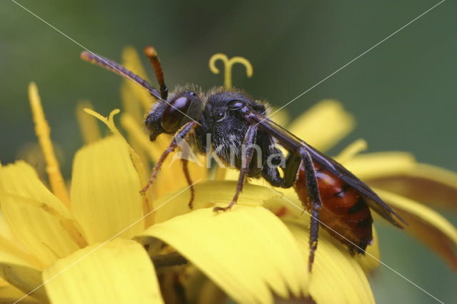 Roodzwarte dubbeltand (Nomada fabriciana)