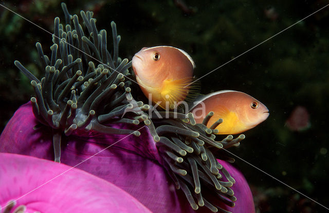 Rugstreepanemoonvis (Amphiprion sandaracinos)