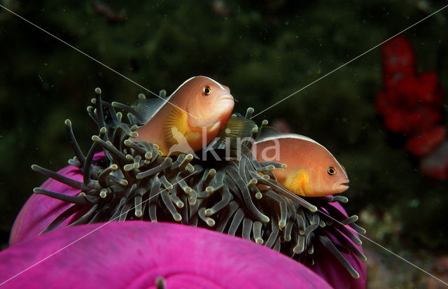 Rugstreepanemoonvis (Amphiprion sandaracinos)