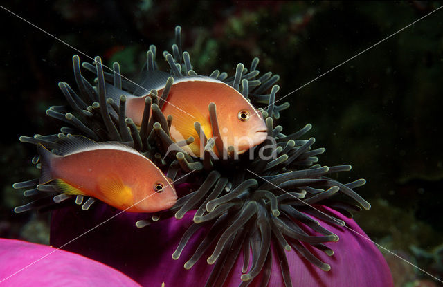 Rugstreepanemoonvis (Amphiprion sandaracinos)