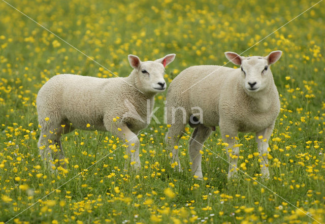 Schaap (Ovis domesticus)