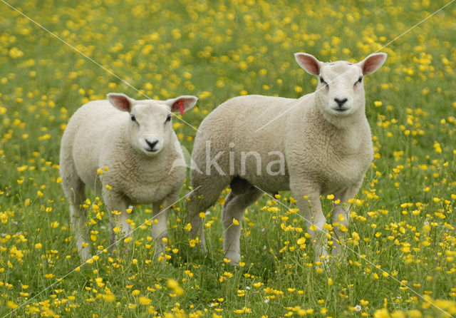 Schaap (Ovis domesticus)