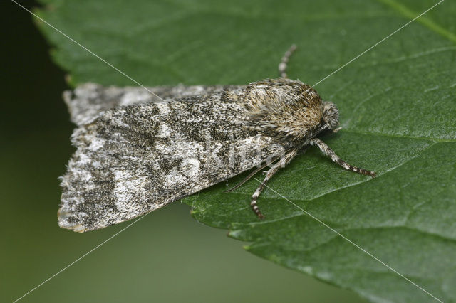 Schilddrager (Acronicta megacephala)