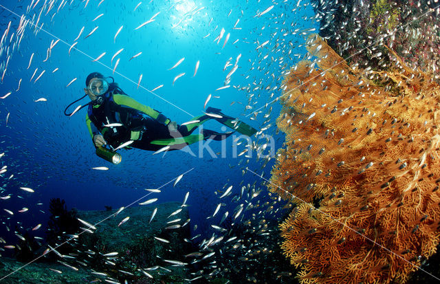 Similan Islands National Marine Park