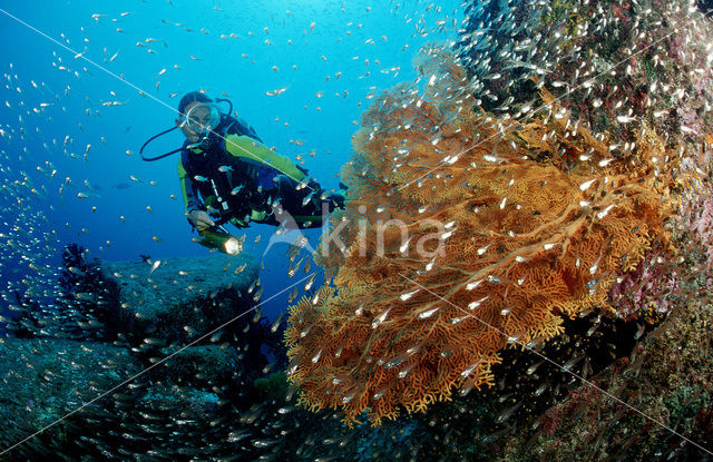 Similan Islands National Marine Park