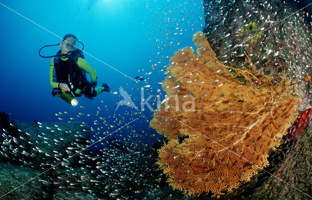 Similan Islands National Marine Park