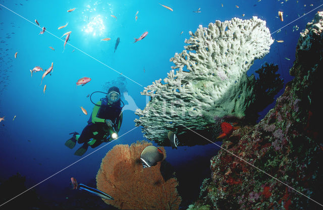 Similan Islands National Marine Park