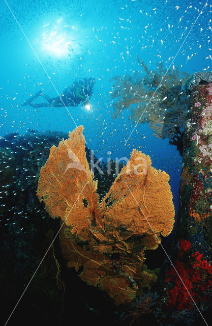 Similan Islands National Marine Park