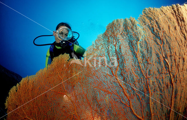 Similan Islands National Marine Park