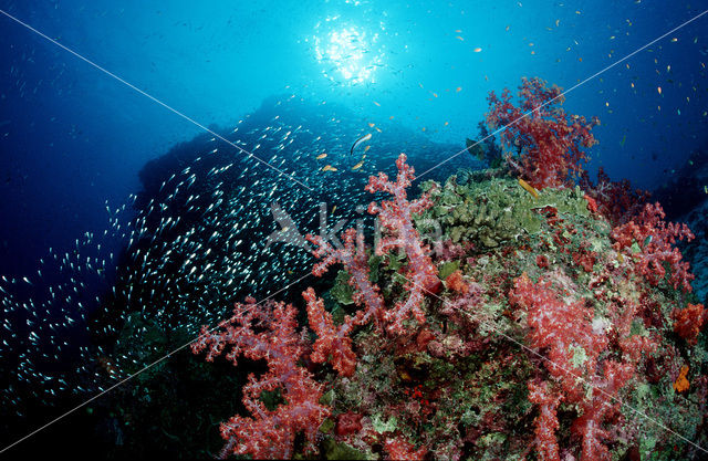 Similan Islands National Marine Park