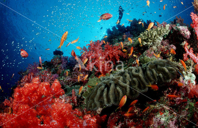 Similan Islands National Marine Park