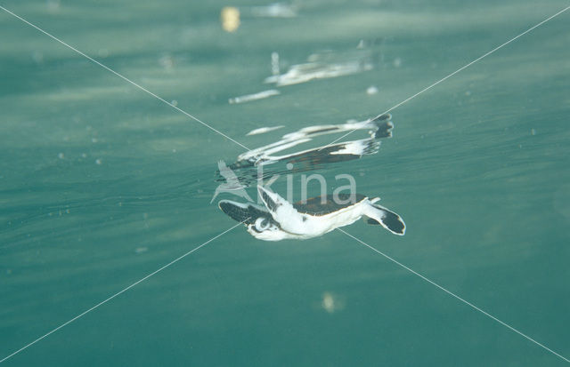 Soepschildpad (Chelonia mydas)