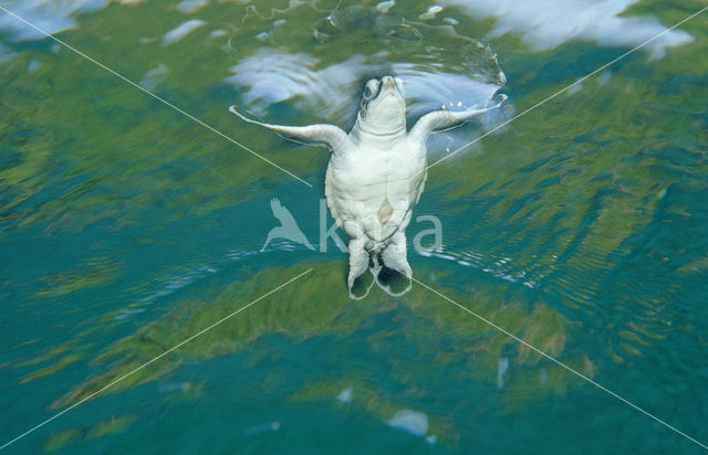 Soepschildpad (Chelonia mydas)