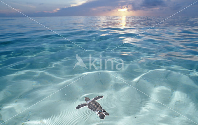 Soepschildpad (Chelonia mydas)