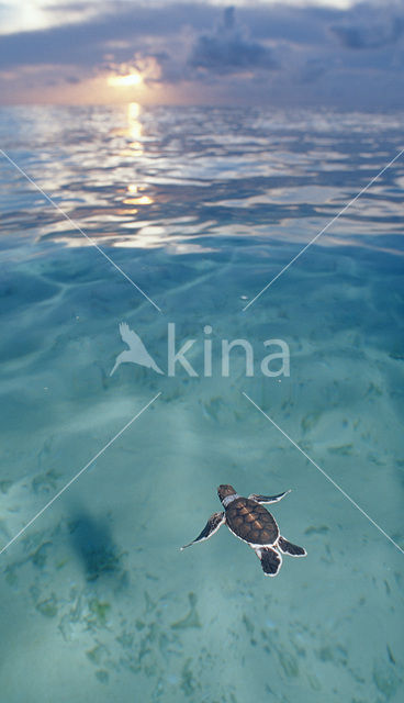 Soepschildpad (Chelonia mydas)