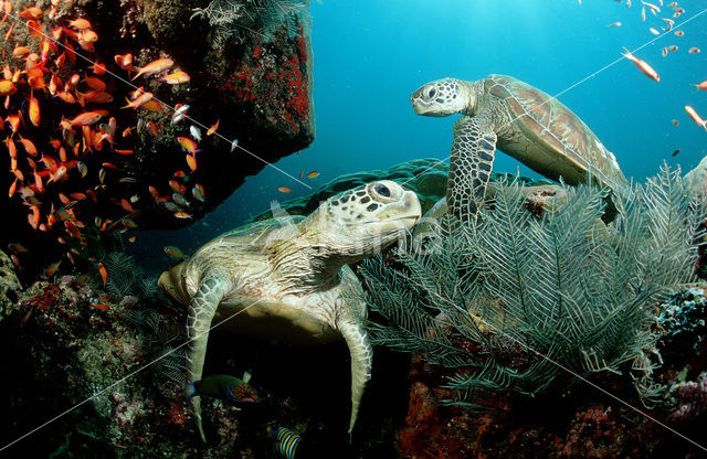 Soepschildpad (Chelonia mydas)