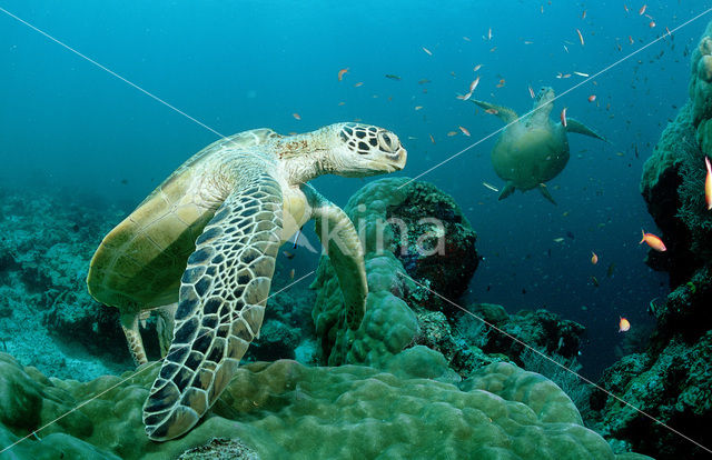 Soepschildpad (Chelonia mydas)