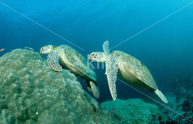 Soepschildpad (Chelonia mydas)