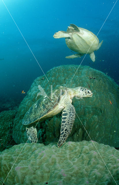 Soepschildpad (Chelonia mydas)